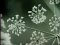 ELP - Lucky Man (Official Music Video)