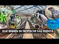 Lagu Eerste beelden: grootste tropische kas ter wereld in Belgische dierentuin Pairi Daiza (Edenya)