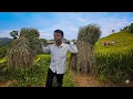 Download Lagu Tran Cong went into the forest to find money, food and luckily found a job, harvesting rice.
