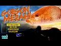 Download Lagu GORGON MERAH, Sotong Di Ufuk Jingga! | NITECORE NB PLUS | Kayak Fishing ZERO to HERO! v131
