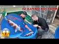 Lagu #2 KANNO KOI FARM | THIS BEAUTIFUL KIKUSUI WAS SOLD IN JUST 4 HOURS!!