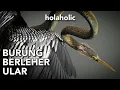 Download Lagu Unieke feiten over de slangenstaartklauwier (anhinga), een combinatie van een vogel en een slang die geen neus heeft