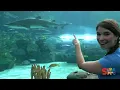 Sing The Baby Shark Song With Real Sharks At The Aquarium!