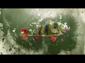 Fish Logo Reveal - Premium Quality After Effects Template