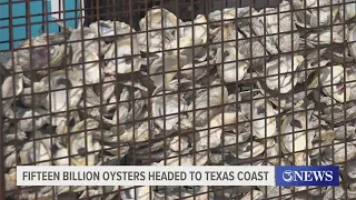 Fifteen billion oysters headed to restore population on Texas coast