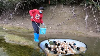 When the water level drops, pearl oysters become clearly visible.