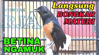 pancingan murai batu betina ngamuk bikin jantan langsung bongkar materi