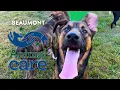 Adopt From Beaumont Animal Care Today