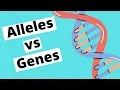 Alleles vs Genes Genetics