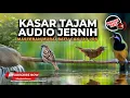 Download Lagu 🔴 Kompilasi Masteran Kasar \u0026 Tajam Audio Jernih Tepus Abu Greja Tarung dan Cucak Cungkok Gacor