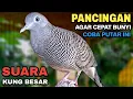Download Lagu Perkutut Lokal Gacor Suara Kung Besar Pancingan Burung Perkutut Agar Bunyi.