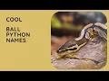 35 Cool Ball Python Names Male Female Cute Funny Albino