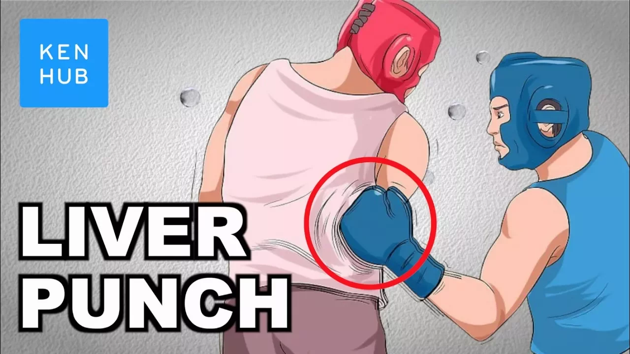 Why can't your body handle a punch to the liver? - Human Anatomy | Kenhub