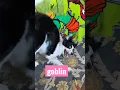 border collie in gremlin mode