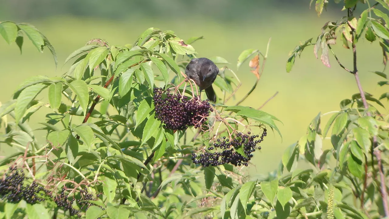 seed dispersal