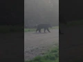 Bear on Birch