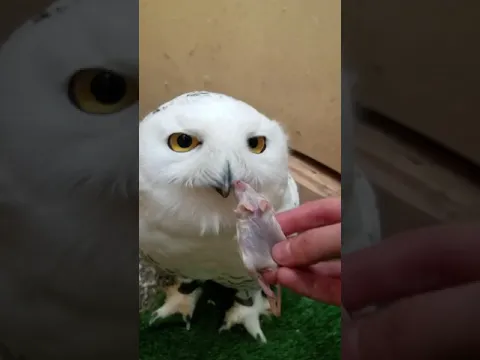Our Snowy Owl demands to be hand fed