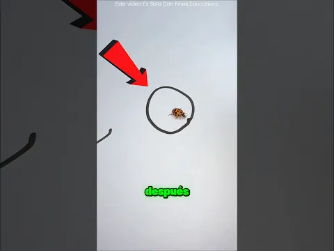 ¡El Perro Y El Gato Intentaron Atrapar A La Mariquita! 🐶🐱