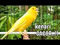 Download Lagu PANCINGAN Kenari GACOR PANJANG Cuit CUIT EMOSI ini AMPUH utk MASTERAN Kenari PAUD belajar BUNYI