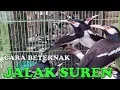 Download Lagu PANDUAN LENGKAP CARA BETERNAK JALAK SUREN BAGI PEMULA AGAR SUKSES