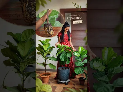 Fiddle Leaf Fig Propagation | Potting the Rooted Branch After Air Layering Part 2 🌿