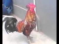 Download Lagu ayam ketawa suaranya persis manusia