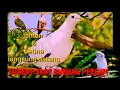 Download Lagu suara pikat burung pergam || di jamin jantan \u0026 betina langsung merapat