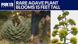 Rare agave plant blooms in WA after 17 years