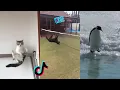 Wee Meme TikTok Compilation Animals Version wee 2 0