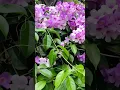 Download Lagu #shortsfeed #flowers #walking  with me #booboo #love ✨💞✨ #mood #stay #beautiful  #amazing ✨🌸✨