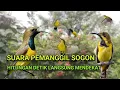 Download Lagu ANTI ZONK. SUARA PIKAT SOGON RIBUT KOMBINASI SUARA BURUNG TERANCAM