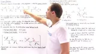 Primary Structure of Proteins