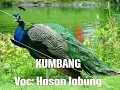 Download Lagu kumbang-Hasan jabung