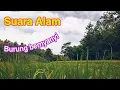 SUARA ALAM | Suara burung di tengah sawah | suara angin menerpa tanaman padi