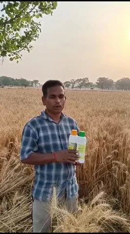 बहराइच के किसान की खेत में गेहूं की लहलहाती  फसल का क्या है राज |वनइंडिया हिंदी