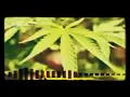 common kings license,to smoke