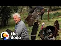 Guy Who Raised Wild Turkeys Won t Leave Him Alone Now The Dodo