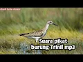 Download Lagu Suara pikat burung Trinil mp3