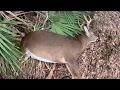 Download Lagu Hunting An Airport For Overpopulated Deer!