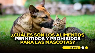 🐶 ¿Cuáles son los alimentos permitidos y prohibidos para las mascotas?