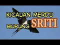 Download Lagu WOW...kicau burung SRITI masteran terbaik!!!