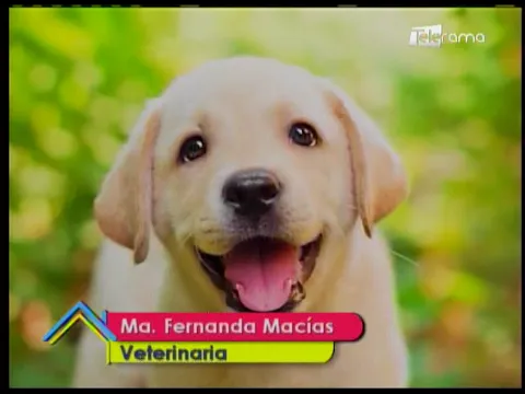 Cómo educar una mascota hiperactiva