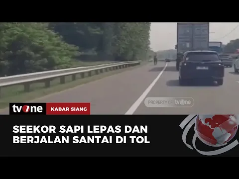 Video Sapi Berkeliaran di Jalan Tol Bandara Soetta Bikin Heboh