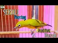 Download Lagu Sekali Pancing,, Pasti ikut Bunyi !! Suara burung pleci Gacor fighter Ngalas nembak, Sobek sobek