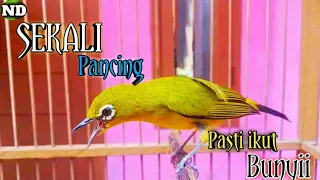 Download Sekali Pancing,, Pasti ikut Bunyi !! Suara burung pleci Gacor fighter Ngalas nembak, Sobek sobek MP3