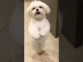 Lagu cute puppy dance