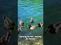 Download Lagu 🟡 Lagu Potong Bebek Angsa - Lagu Anak Indonesia