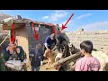 Lagu Brave Nomadic Woman Treats Her Goats | Husband Clashes With Her When the Veterinarian Arrives