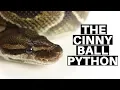 Morph Guide The Cinnamon Ball Python - Benjamin s Exotics