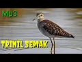 Suara pikat burung kadidi / Trinil Rawa